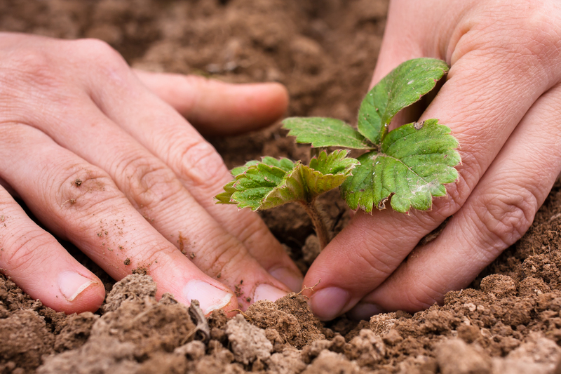 landscape design Garden